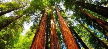 一木道综合九色