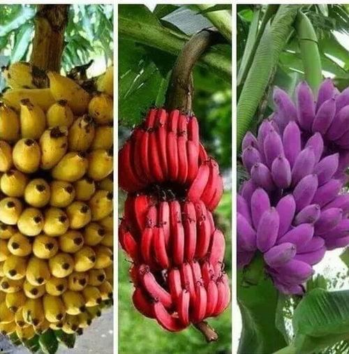 七色九香蕉,探寻色彩与美食的奇妙融合