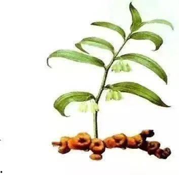 九珍九色黄精制作过程,传统工艺与现代科技的完美融合