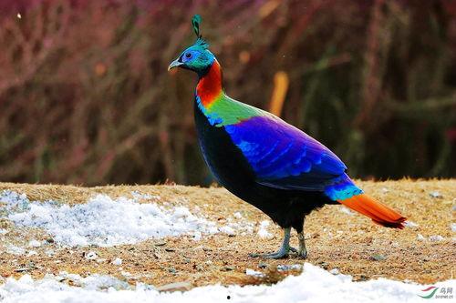 九色鸟高清视频在线观看,探寻神秘色彩的自然奇观